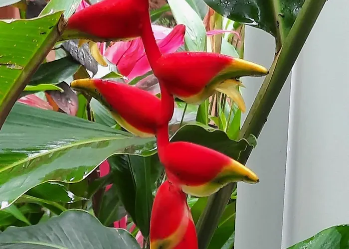 Cashew Nut Grove Port Glaud
