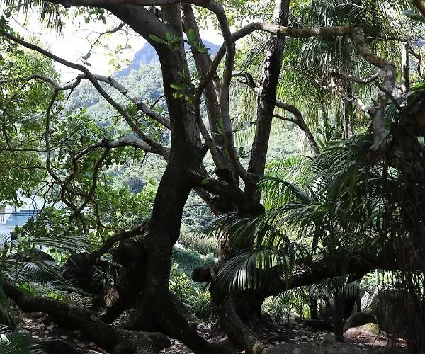 Cashew Nut Grove